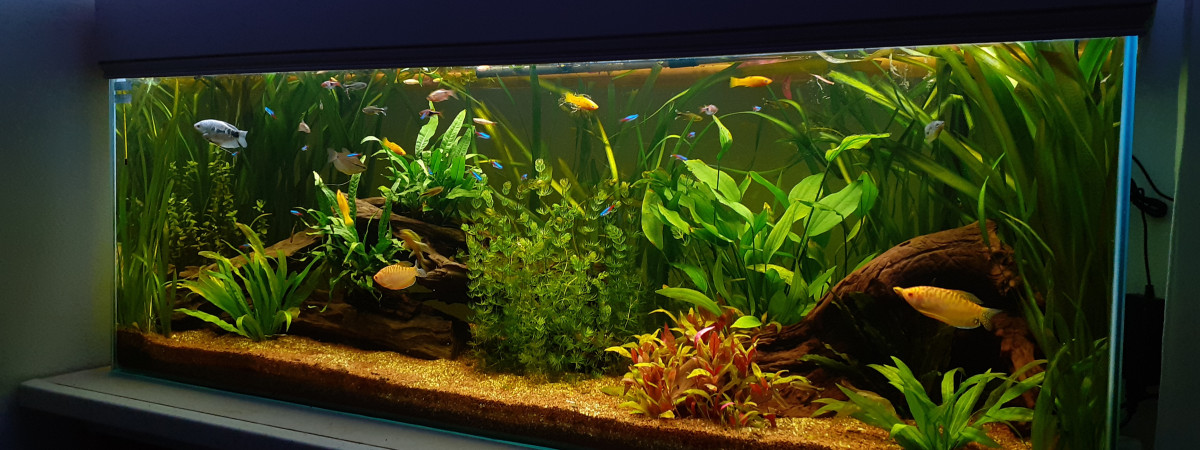 aquarium Bac communautaire 450l