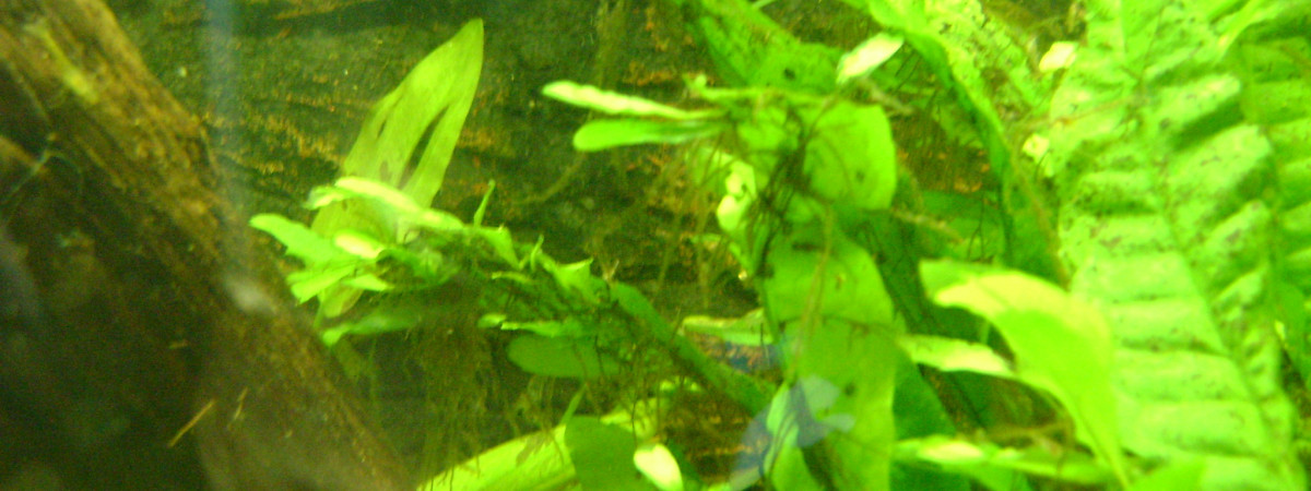 aquarium problème de plante