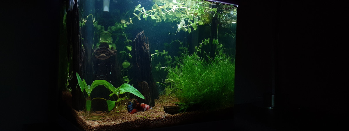 aquarium Superfish 20
