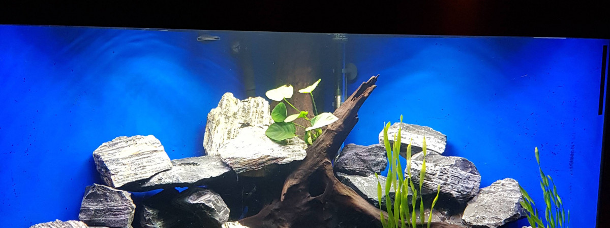 aquarium Juwel