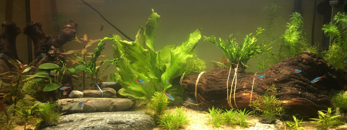 aquarium El primero