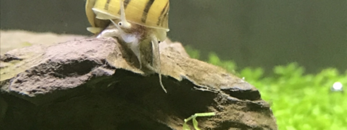 aquarium Nano aquarium 30L