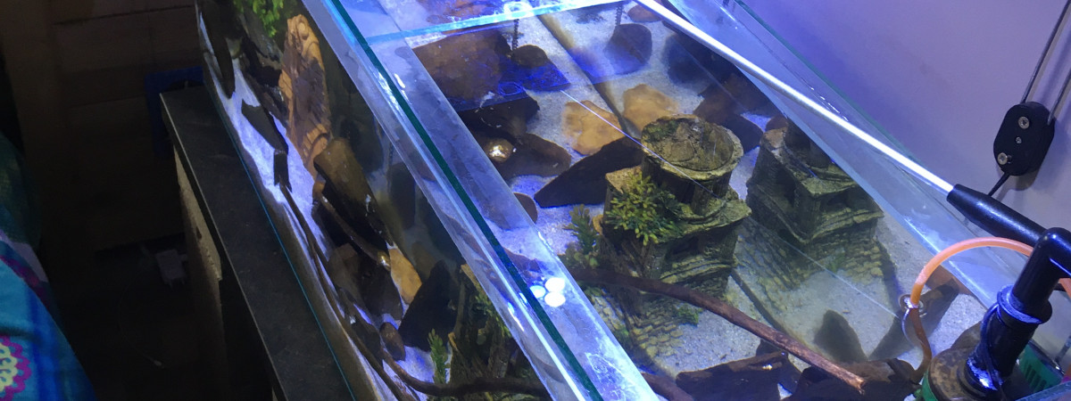 aquarium Malawi