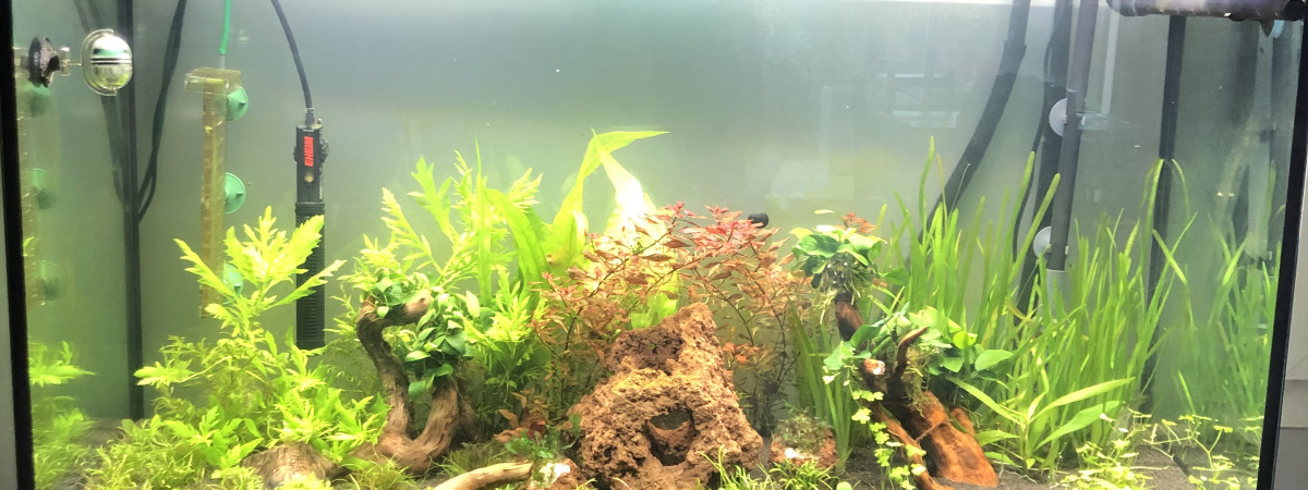 aquarium Aqua1