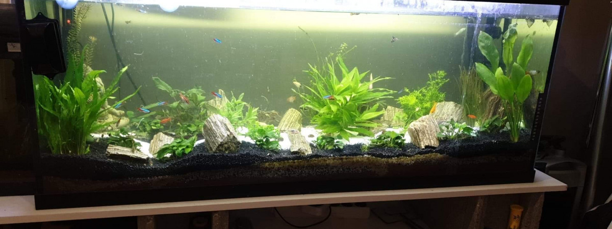 aquarium Aquarium