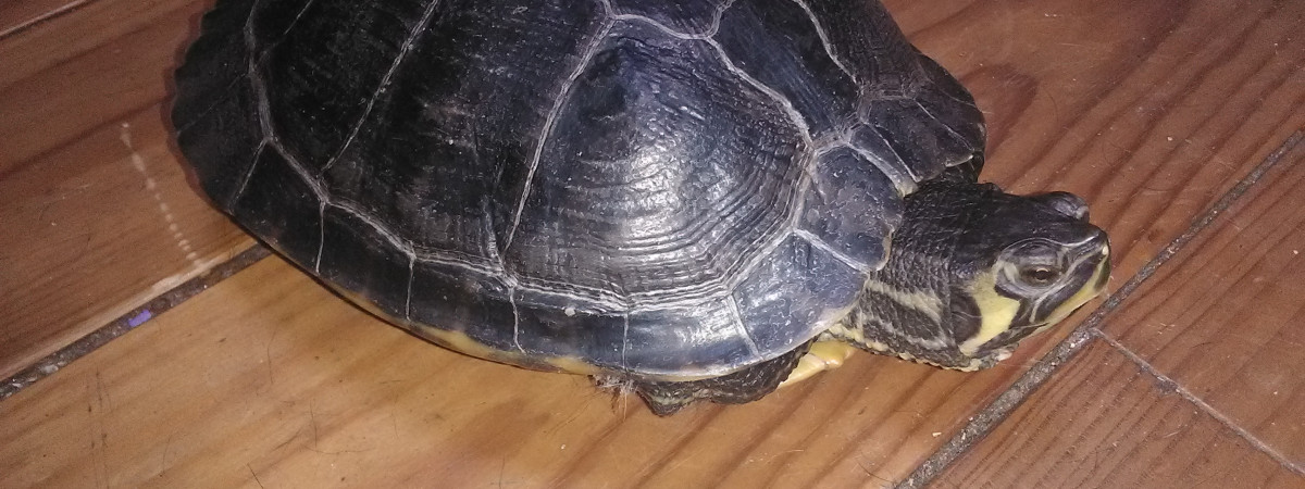 aquarium Maison de la tortue