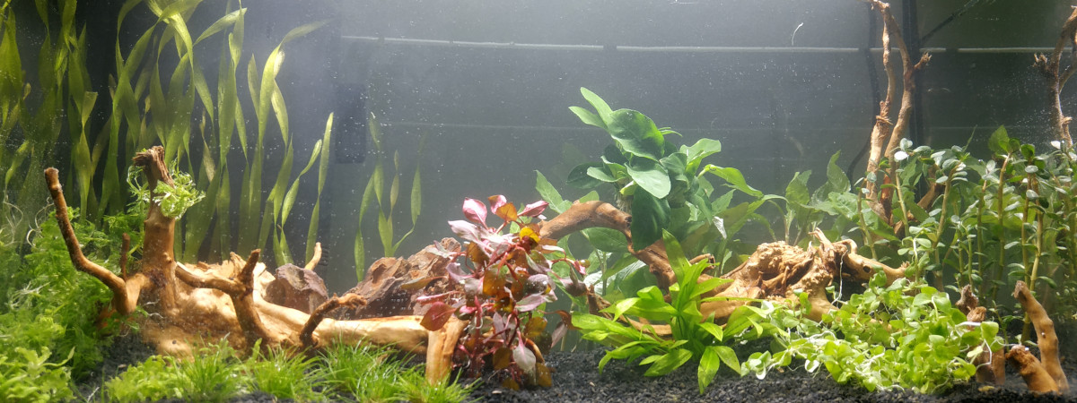 aquarium Protobac