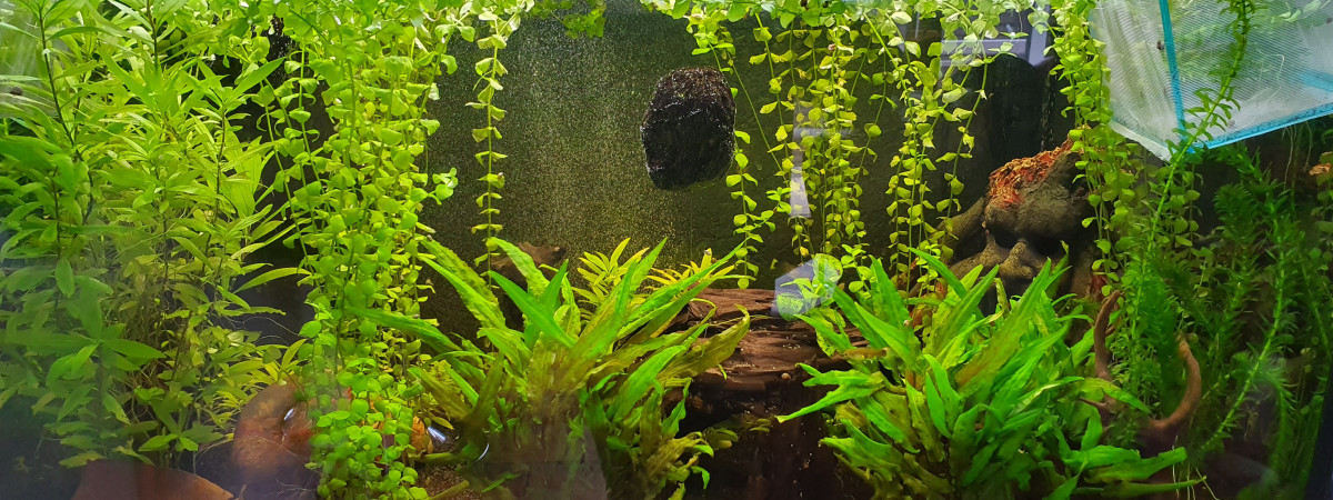 aquarium 245 litres
