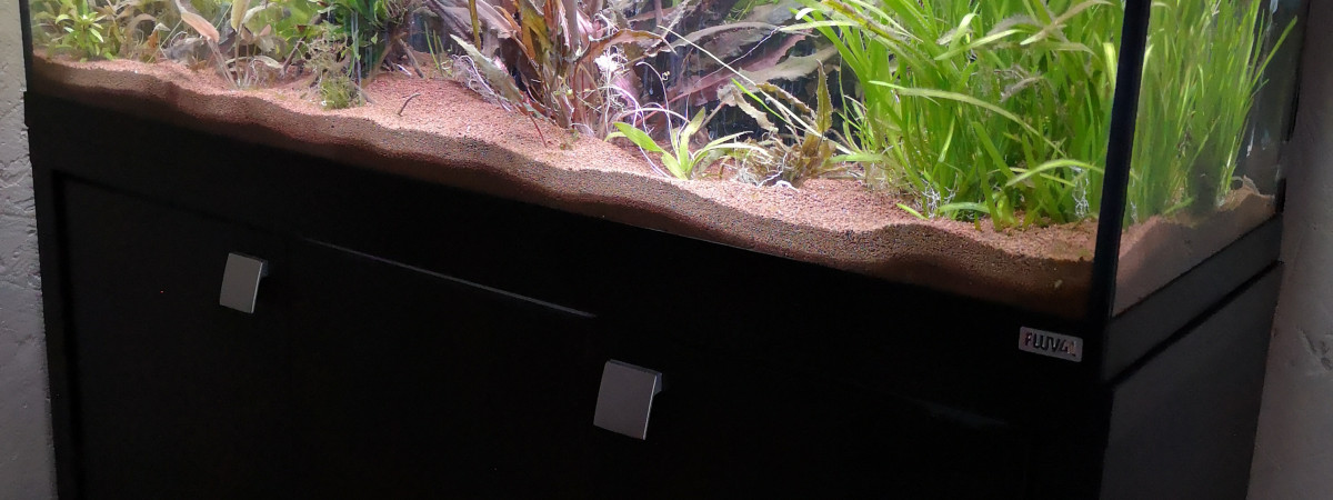 aquarium Channa andrao belheri blue wild