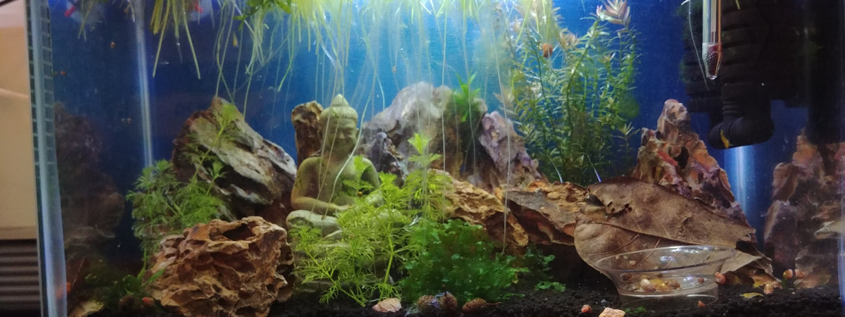 aquarium Aqua3