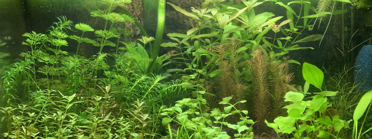 aquarium 60L crevette