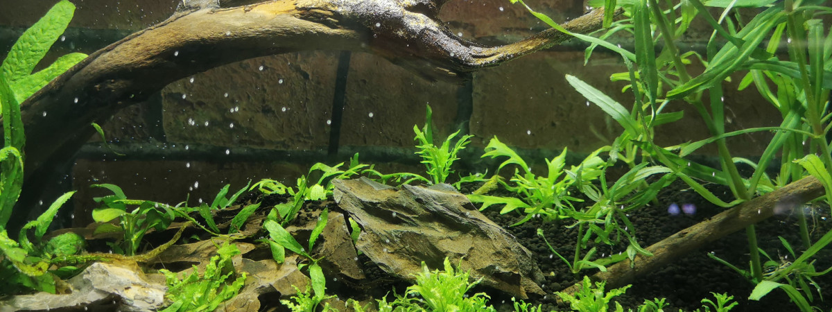 aquarium 25l Ryuk