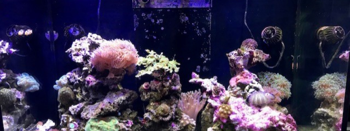 aquarium Reefer 250