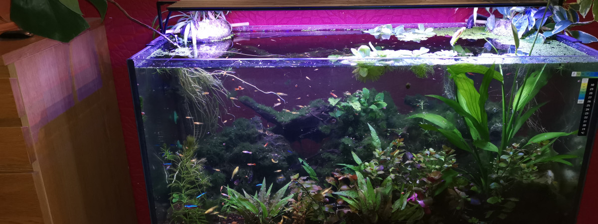 aquarium Aquarium 200L