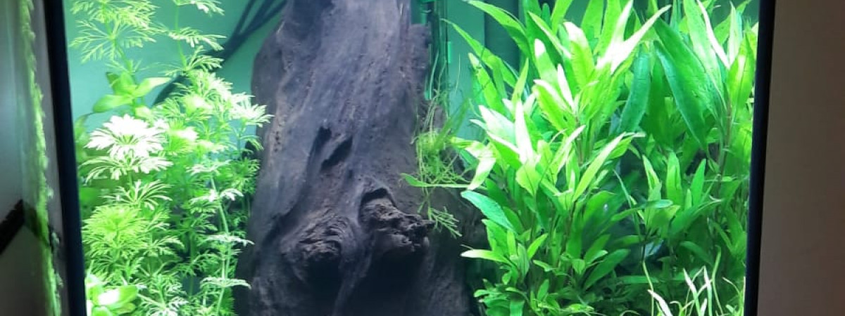aquarium Askoll Pure M
