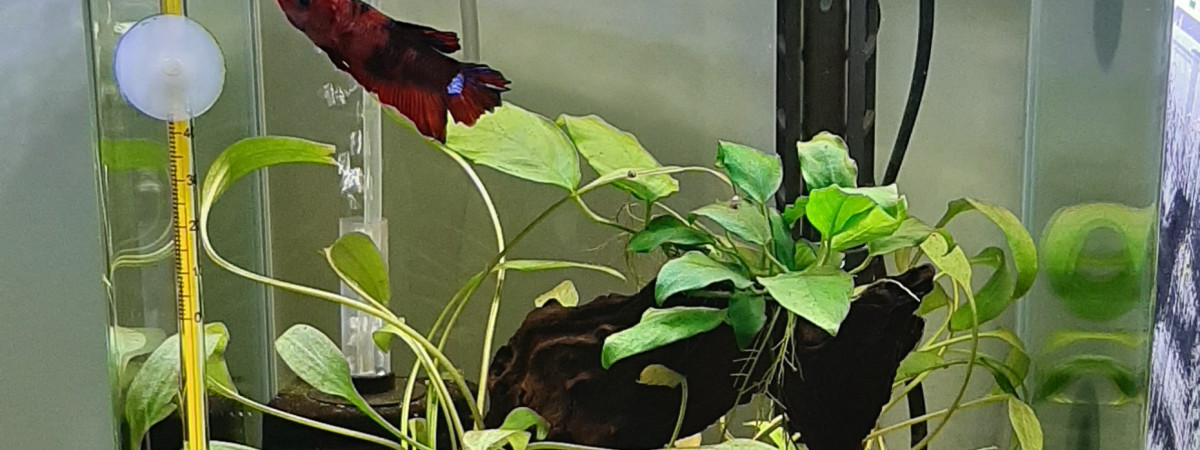 aquarium Betta1 Ouisti