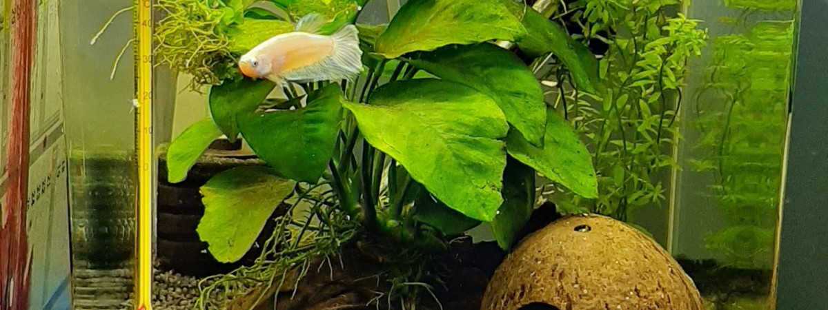 aquarium Betta2 Antiago
