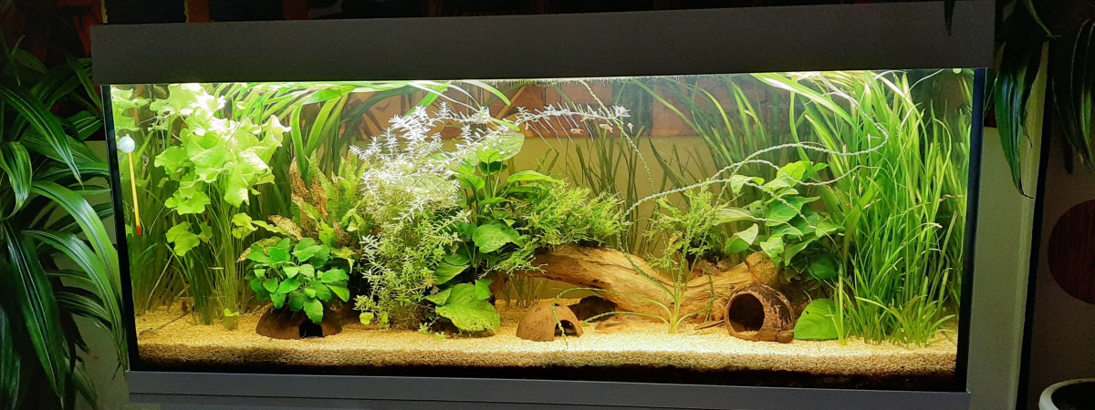 aquarium A la sauvage