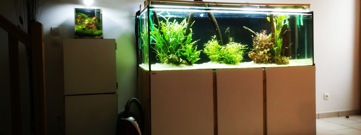 aquarium 600 litre Amazonie