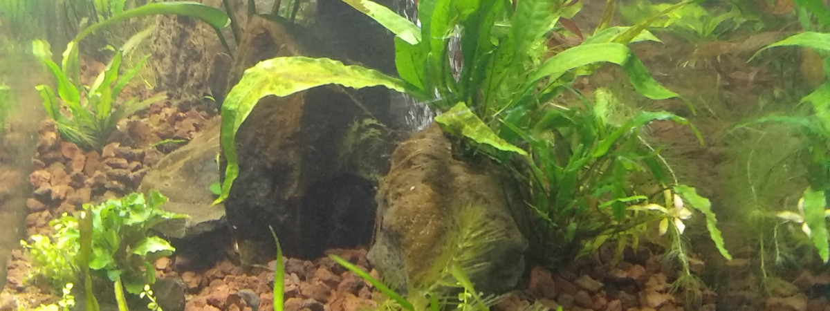 aquarium Grimberg