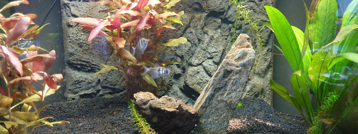 aquarium Amérique du Sud
