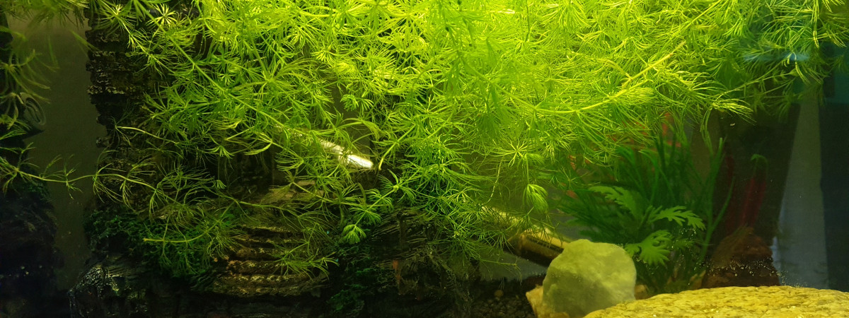 aquarium Ecrevisses