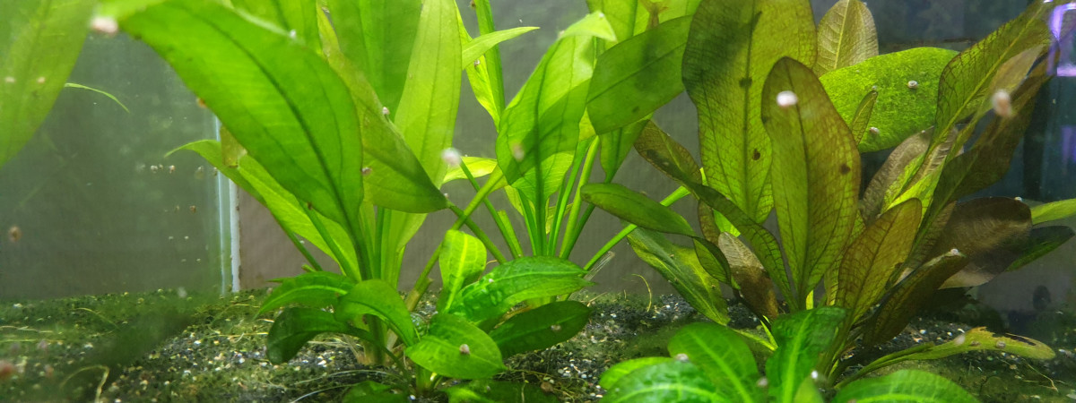 aquarium Crevettes