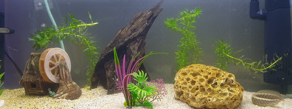 aquarium Masta