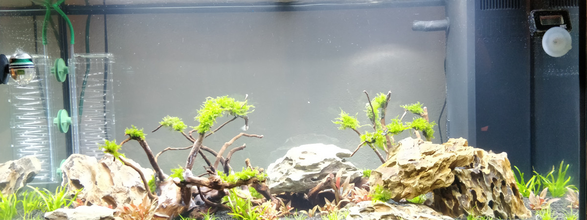 aquarium Juwel Rio 125 - Aquascaping