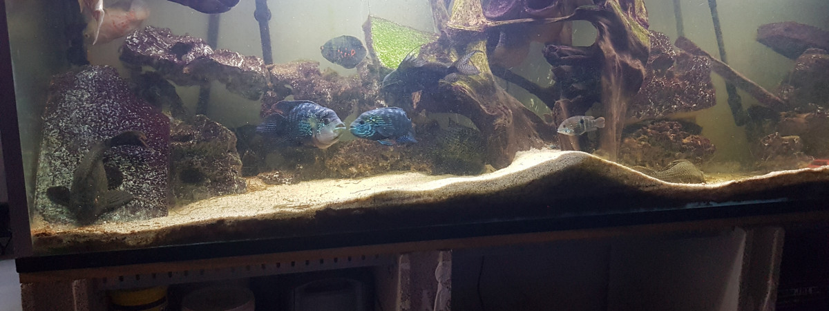 aquarium américain