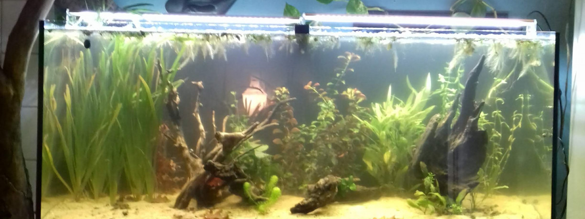 aquarium Bac low tech 240l