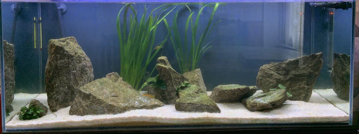 aquarium Malawi