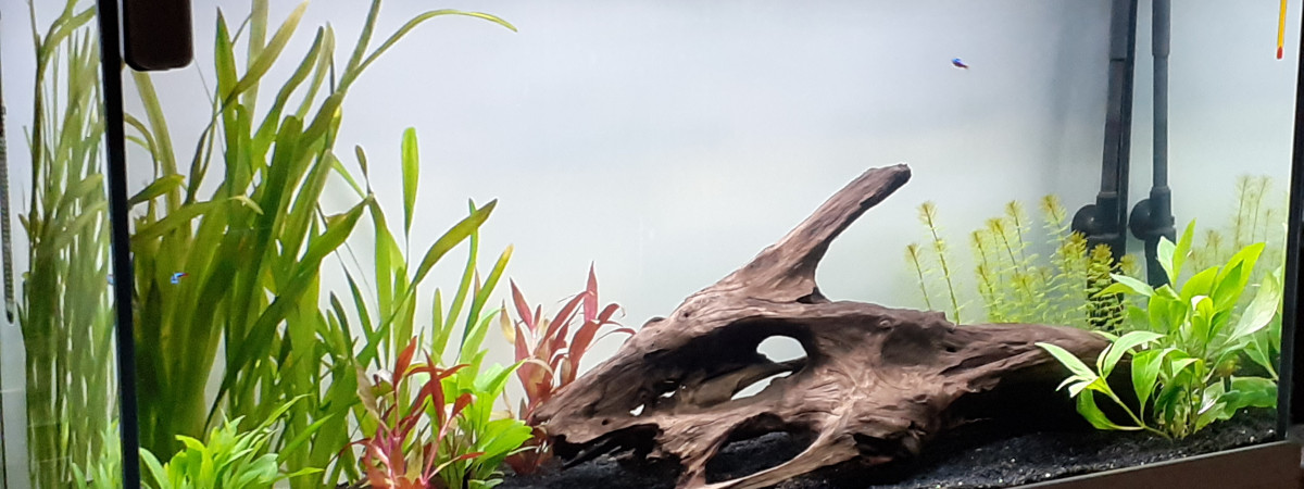 aquarium Amazonie