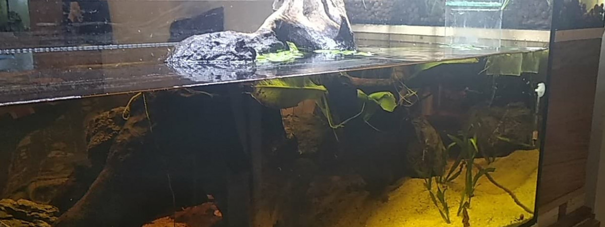 aquarium 240L Amazonien Aquaponie