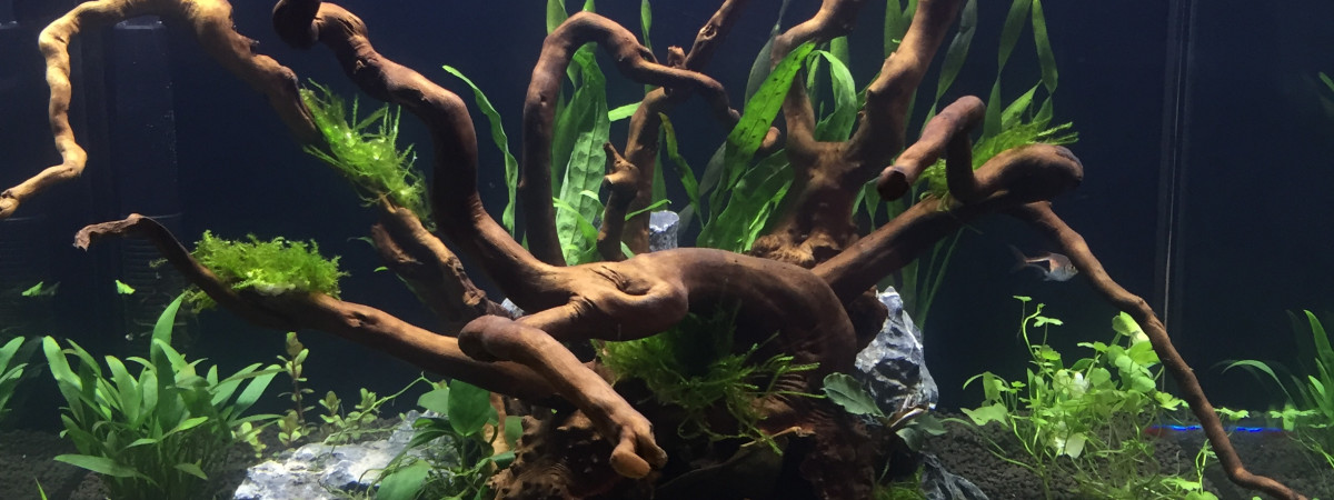aquarium Amazonien