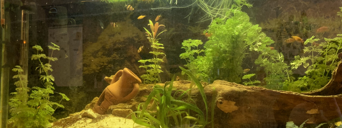 aquarium AQUA