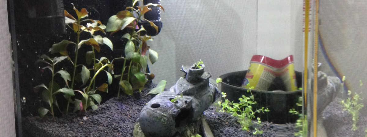 aquarium Dennerle nanocube