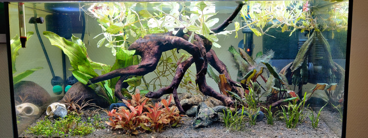 aquarium Spécifique Tateurndina
