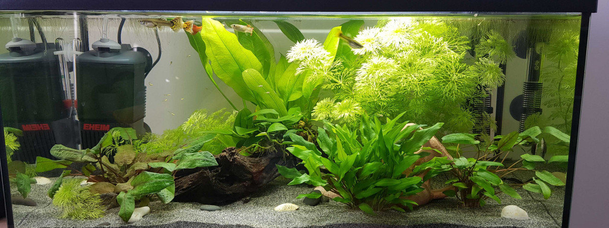 aquarium Aqua 60