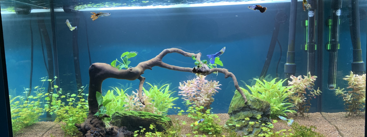 aquarium Communautaire 120