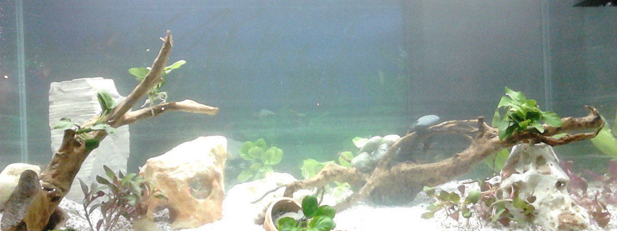 aquarium Aire de jeux