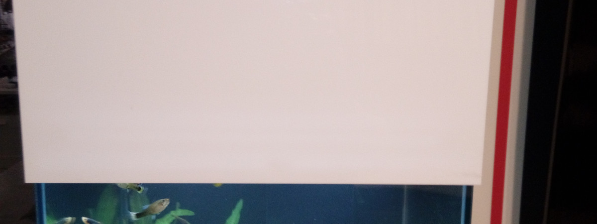 aquarium aquaponie