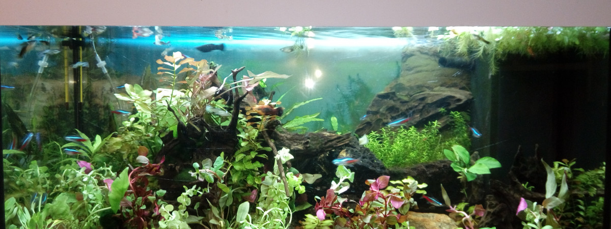aquarium juwel