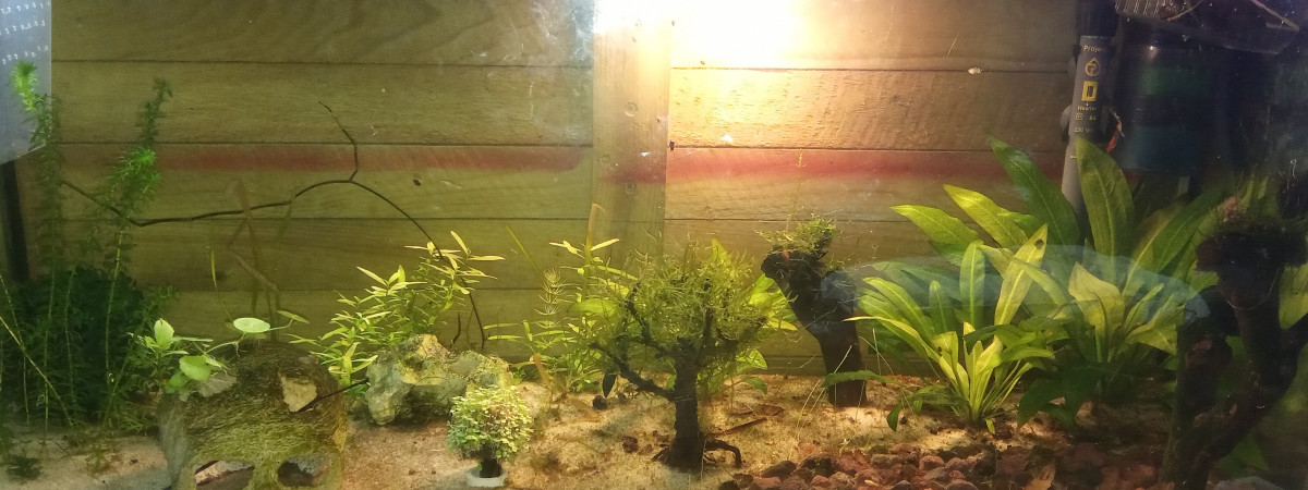 aquarium aqua 1