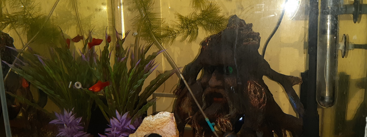 aquarium aquarium salon