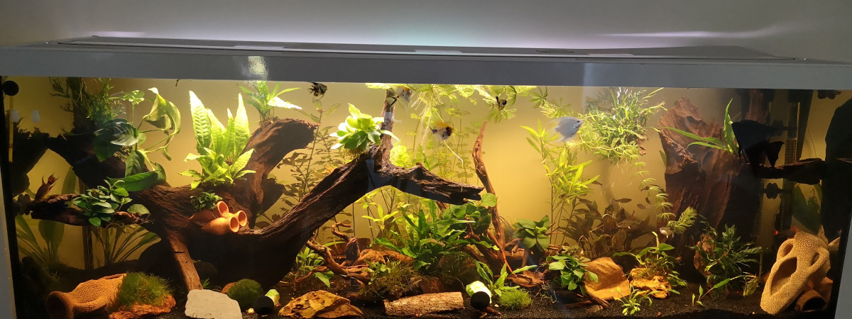 aquarium Amazonien