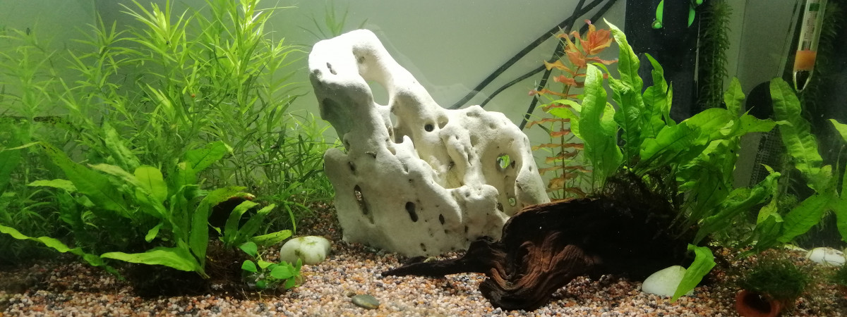 aquarium 58l brut tetraodon travancoricus