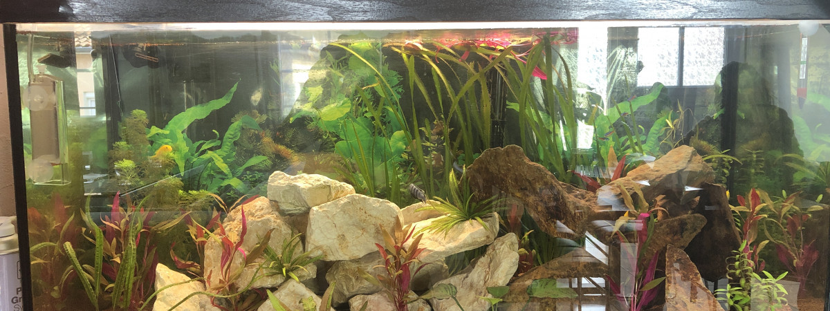 aquarium Biotope Malawi