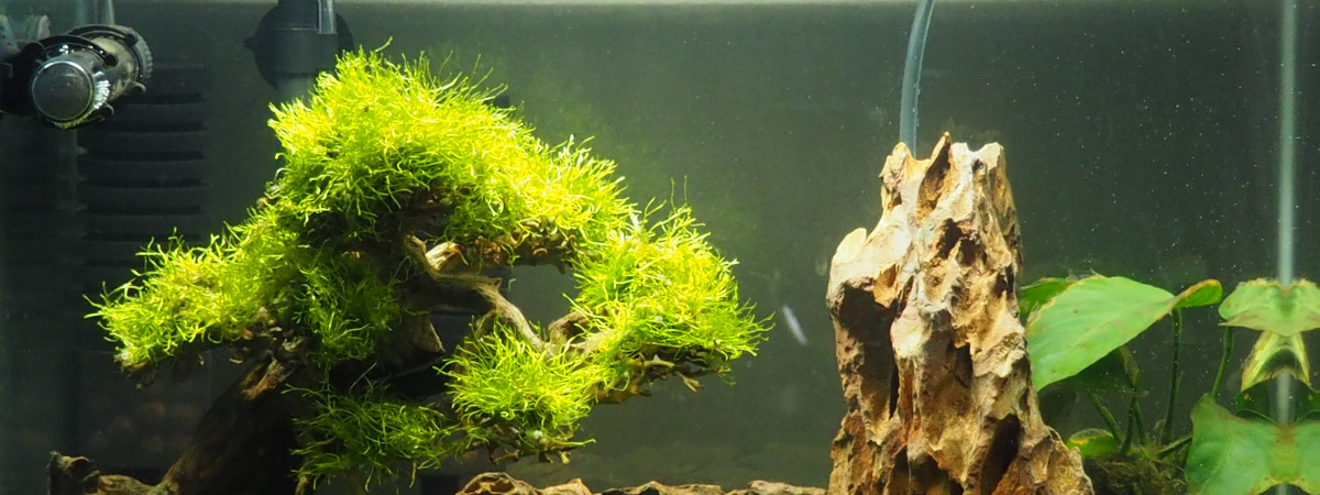 aquarium Mon premier aquarium
