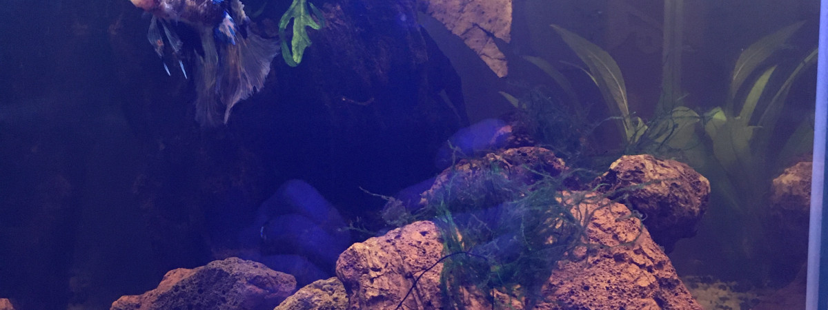 aquarium nano